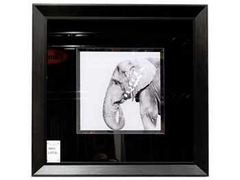 Obraz zdjęcie czarno białe słoń 60x60 cm S61574