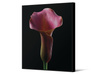 Obraz z różowym kwiatem TOIR26568