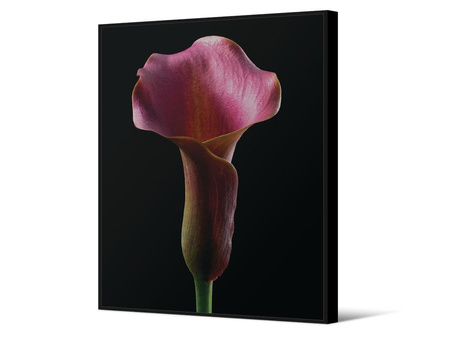 Obraz z różowym kwiatem TOIR26568