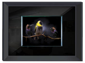 Obraz zdjęcie egzotyczne ptaki 80x60 cm S61075